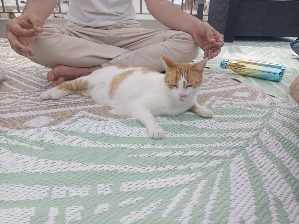 Meditar para Sanar
