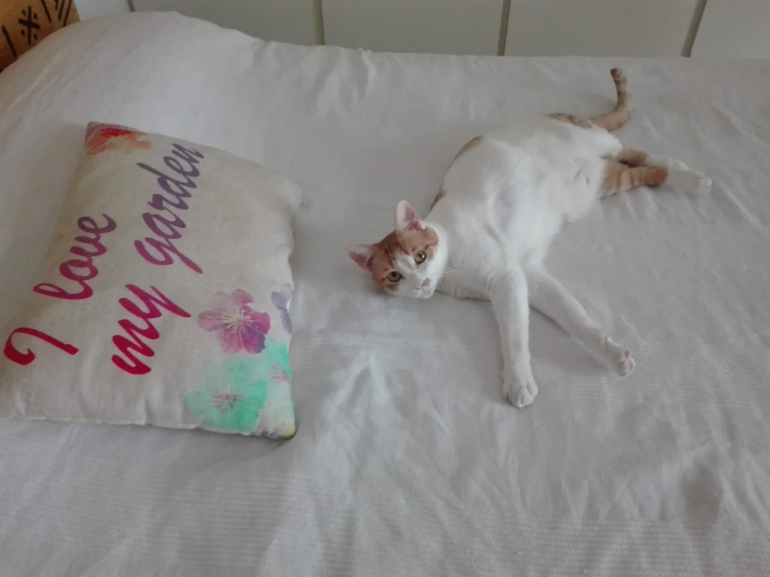8 de agosto: día del gato