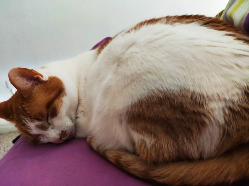 8 de agosto: Día del Gato