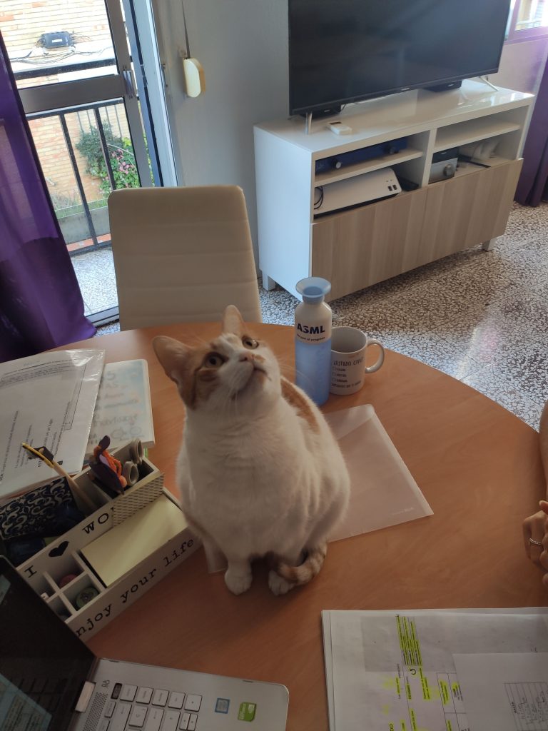 8 de agosto: día del gato